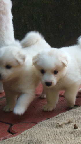 Spitz 4000-5000