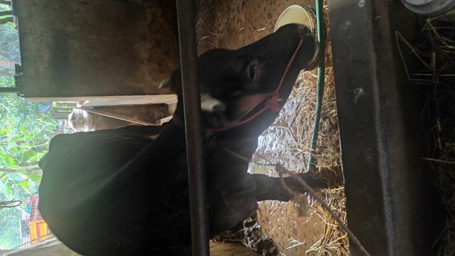 Cow for sale