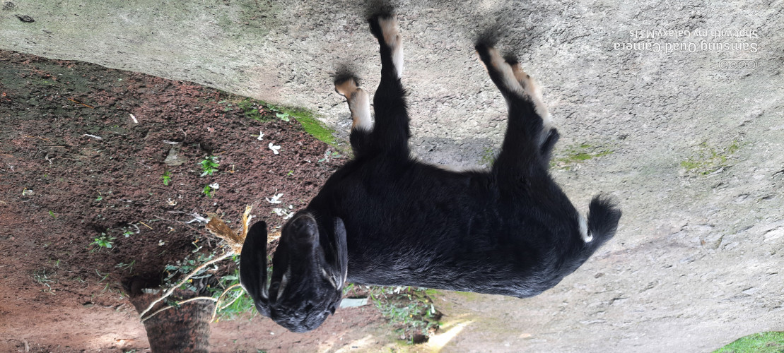 Black Malabari Got