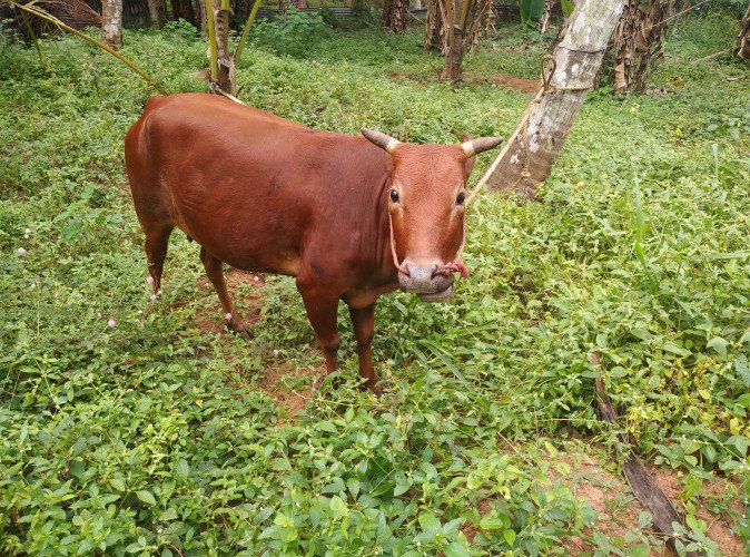 Vechur cow for sale