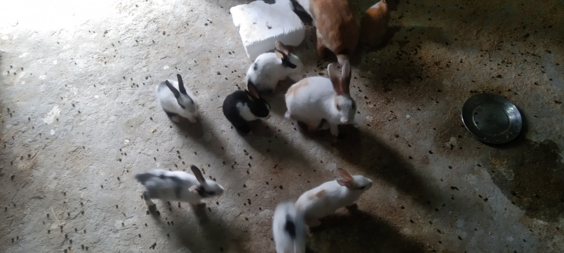 Rabbit