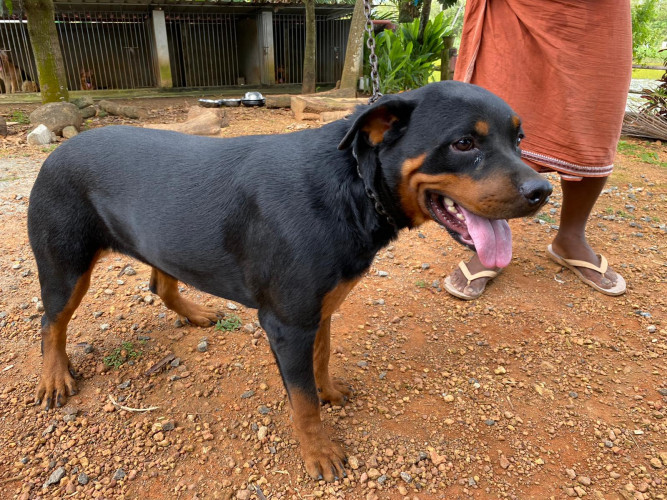 Rottweiler