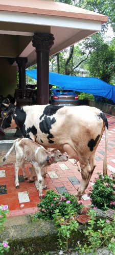 Naadan Cow with Male-calf up for Sale!