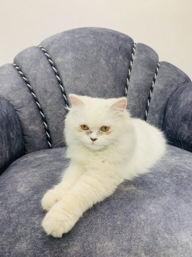 White persian cat for sale