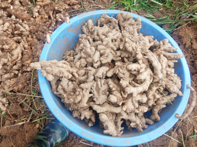 Ginger