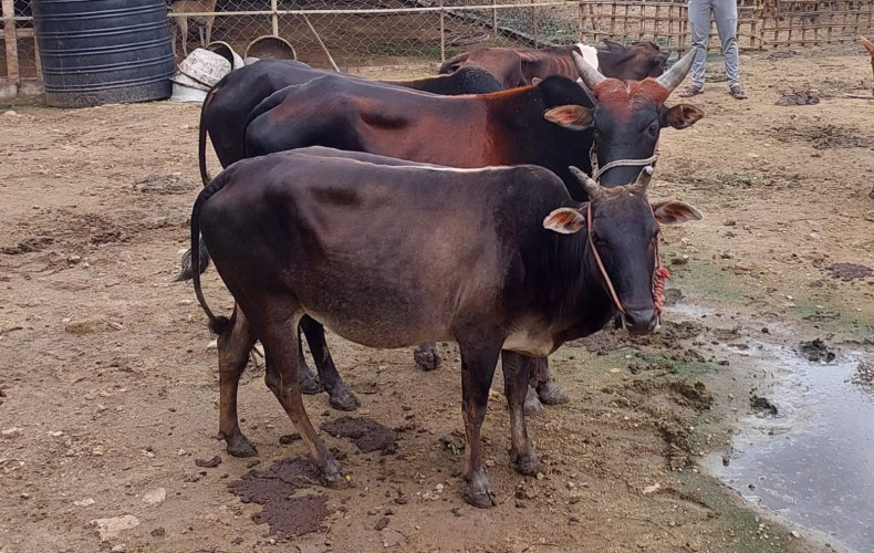 kasaragod