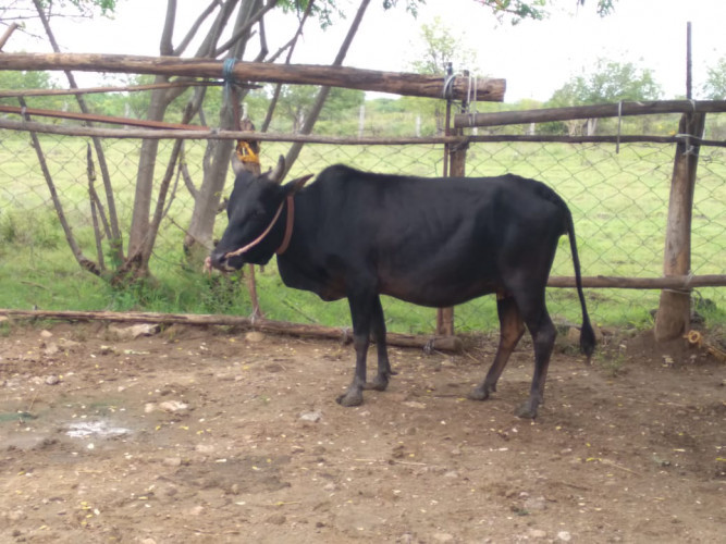 kasaragod