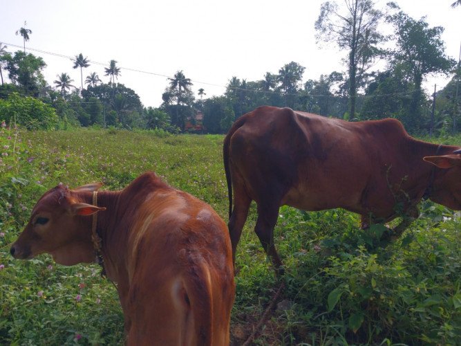 വെച്ചൂർ പശു