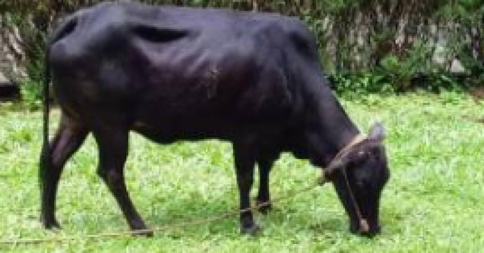 Kasargod dwarf
