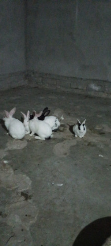 Smaill rabbit