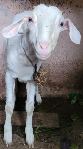 Goat for Sale