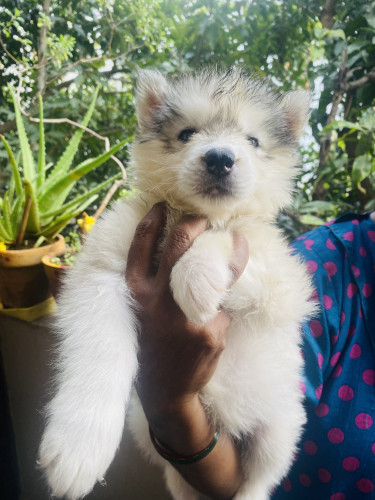 Siberian Husky