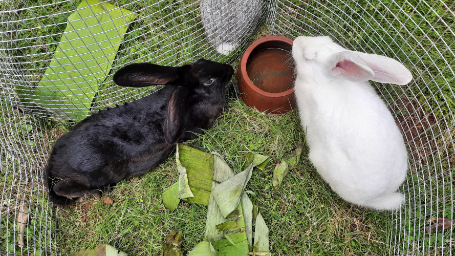 RABBITS