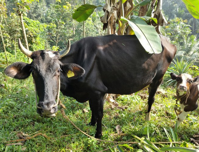 Cow with Male calf