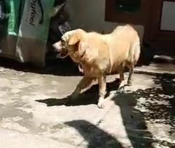 Golden Retriever
