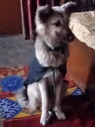 Puppy