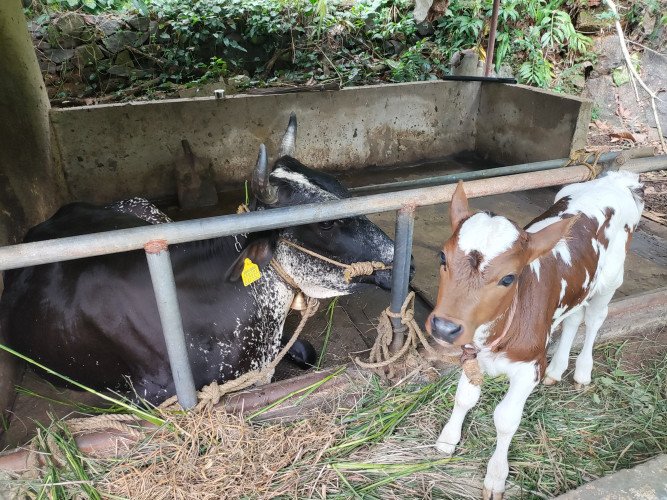 HF Cow which is in good health and a female calf