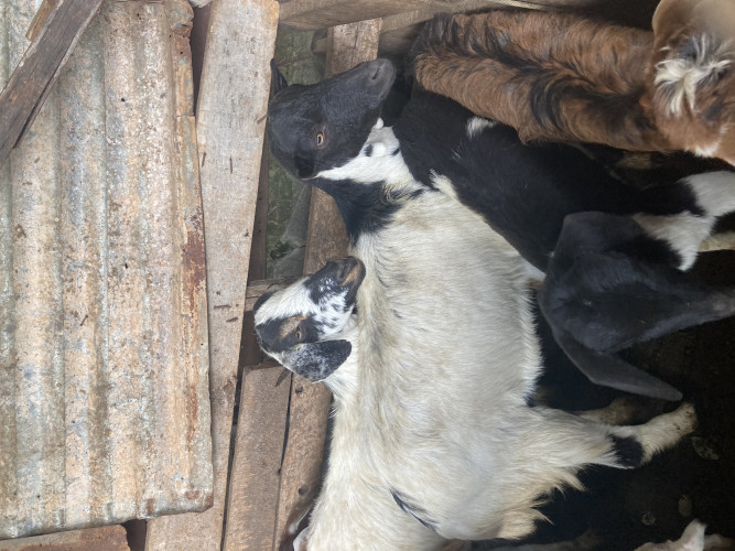 Sell Goats