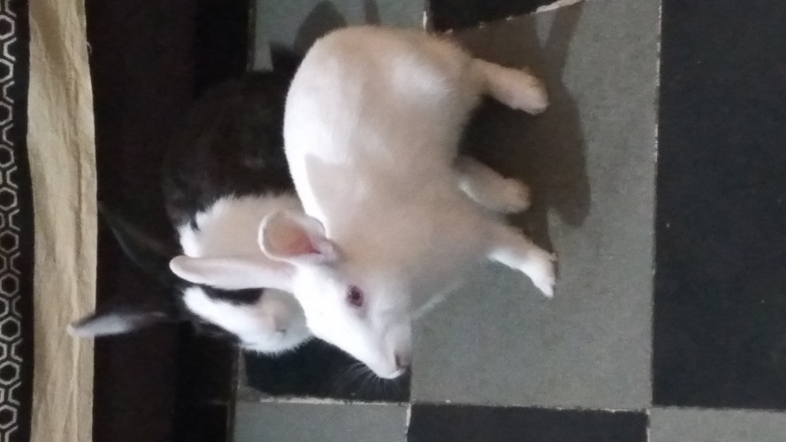 Rabbit 🐇