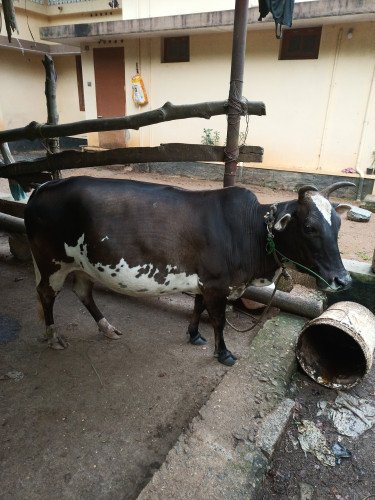 കാസറഗോഡ് കുള്ളൻ പശു,