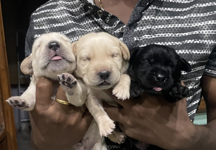 Labrador Retriever