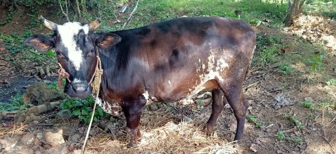 cow for sale