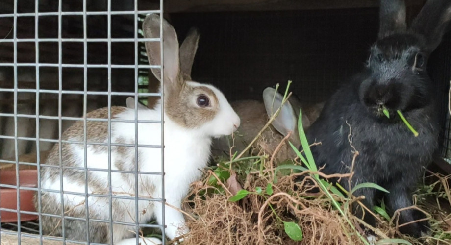 Rabbit