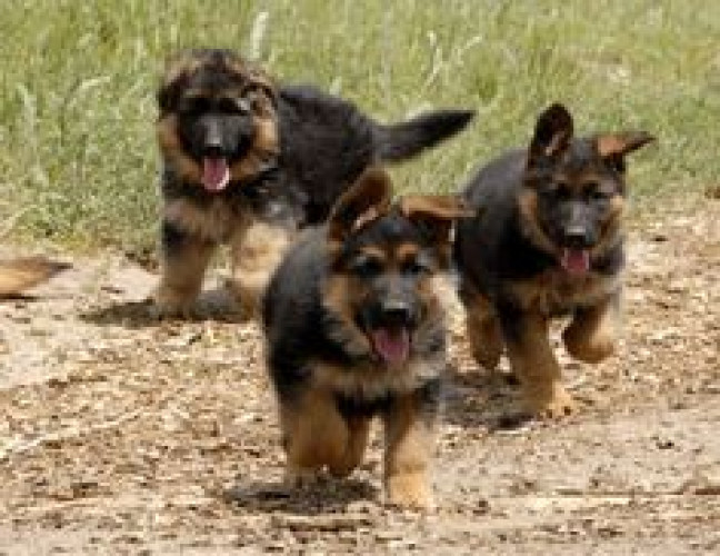 German shepherd