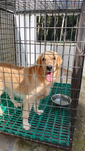 Golden Retriver