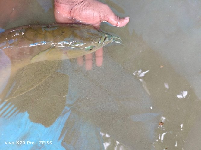 Silver arowana