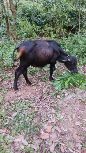 Mura Buffalow
