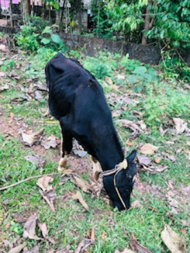 Cow