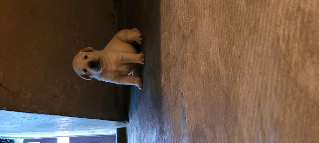 Lab male for sale