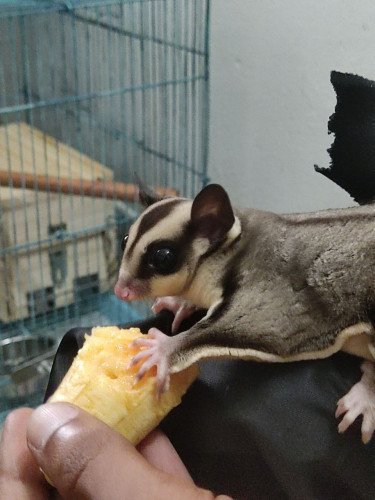 Sugar glider