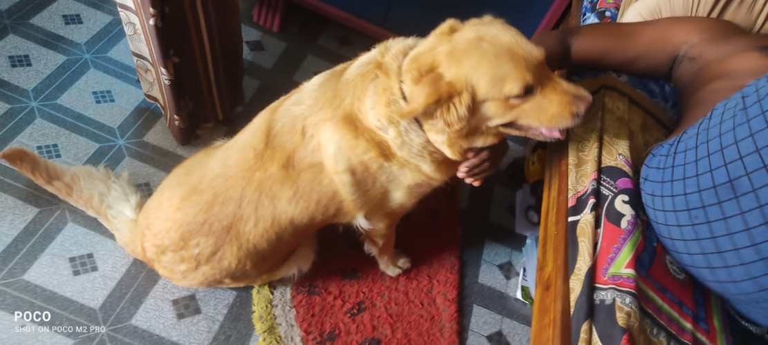 Golden retriever