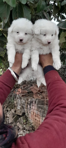 Pomerian puppies