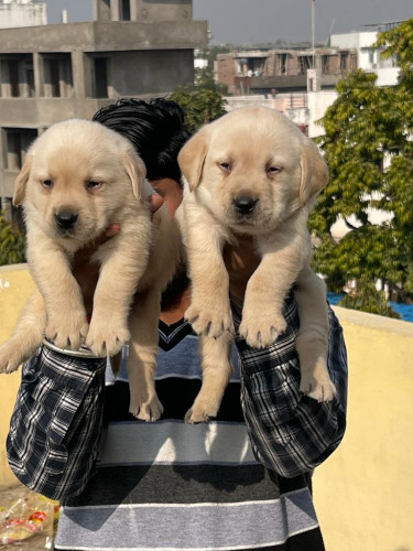 Labroder puppies