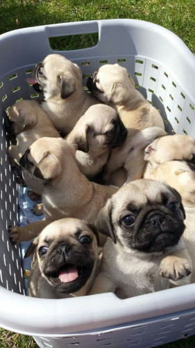 Pug puppies 