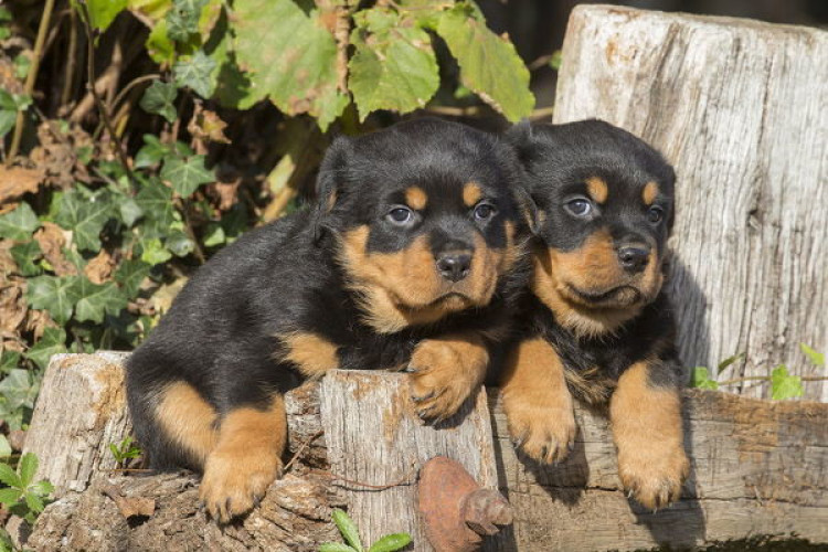 Rottweiller puppies