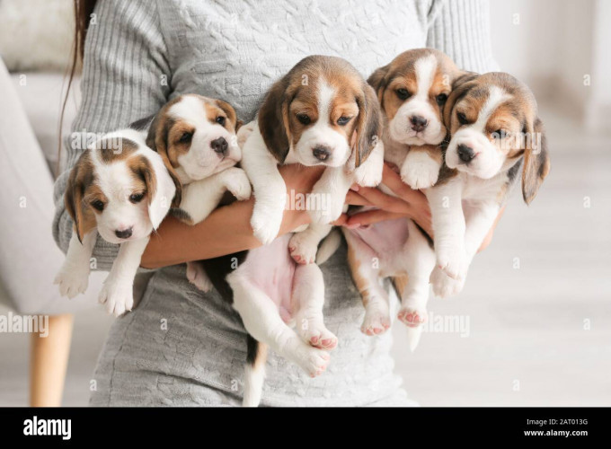 Beagle puppies