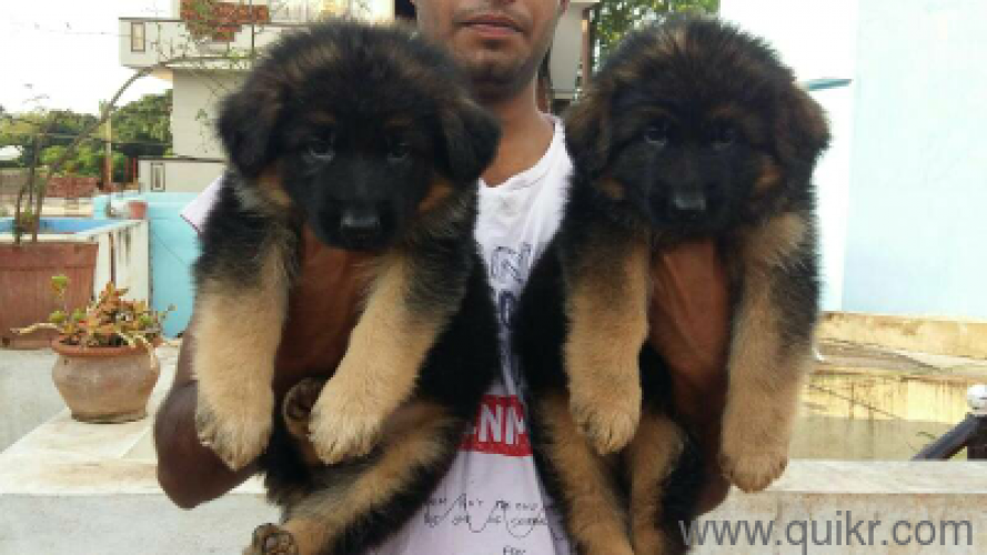 German shepherd puppies