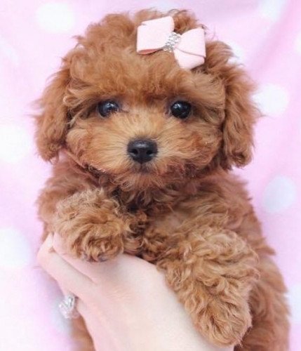 Poodle Puppies For At Chennai