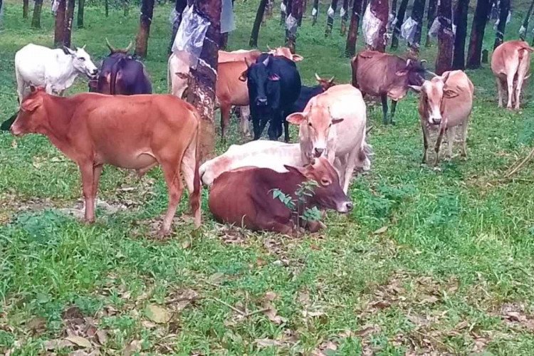 Nadan cow for sale