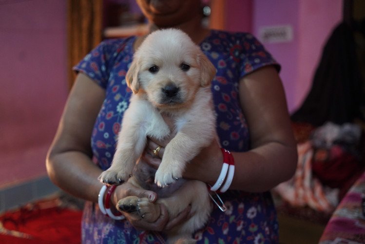 best quality golden retriever puppy available