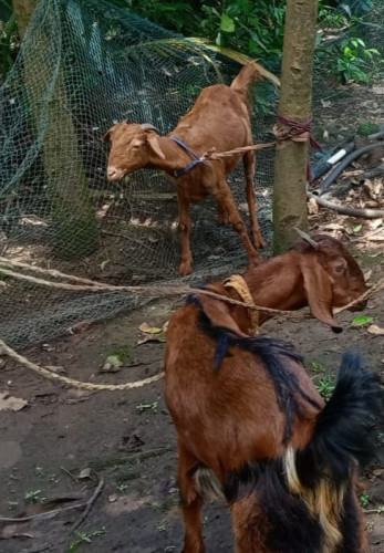 Male goat andul