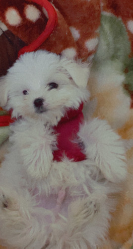 Male Maltese Puppy