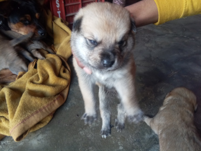 Rottweiler +labra