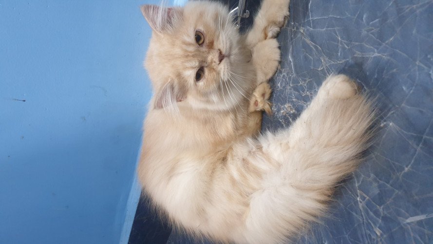 Persian cat