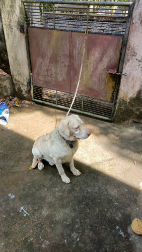 Lab