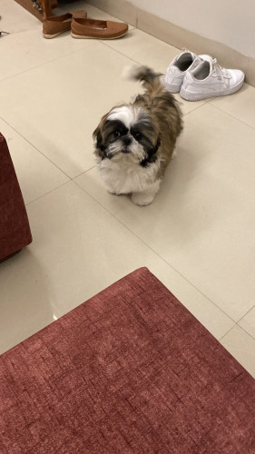 PUPPY FOR SALE